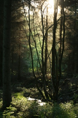 treesinsunlight